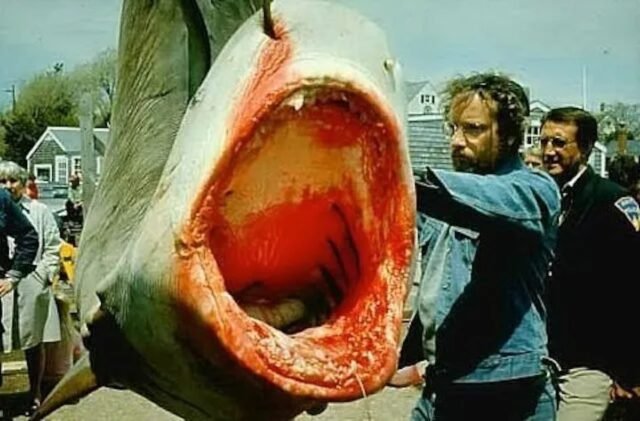 large dead tiger shark with gaping jaws; bearded man in denim jacket is taking measurements.