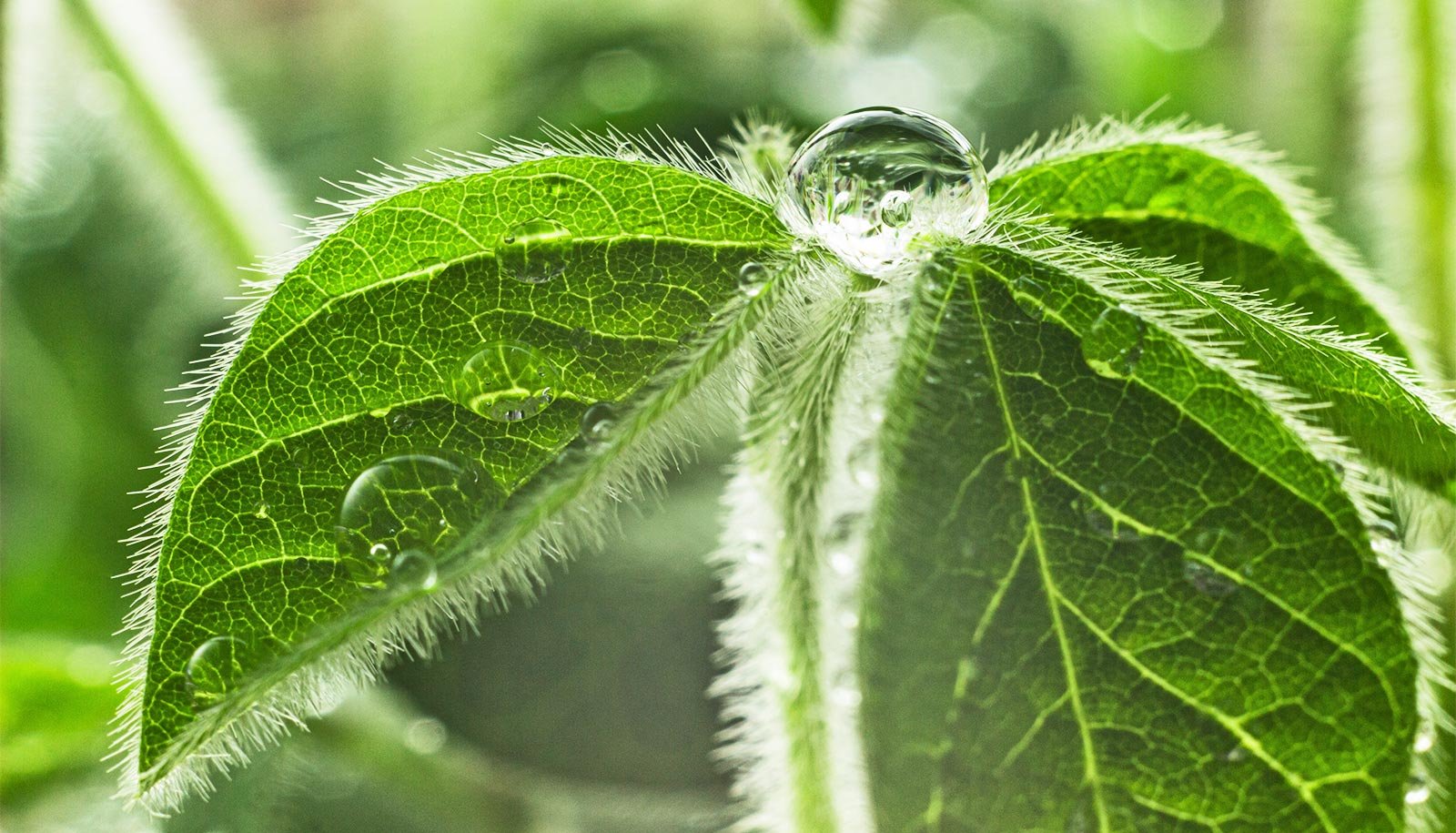 Plants that can create their own bug repellent, but there’s a twist