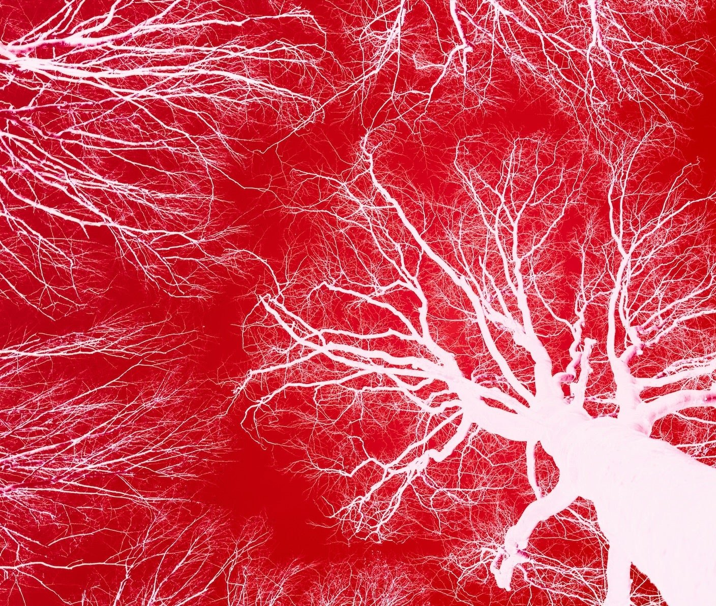 Eggheads in the Lab Can Whip Up Fancy Blood Vessel Systems for 3D-Printed Body Parts